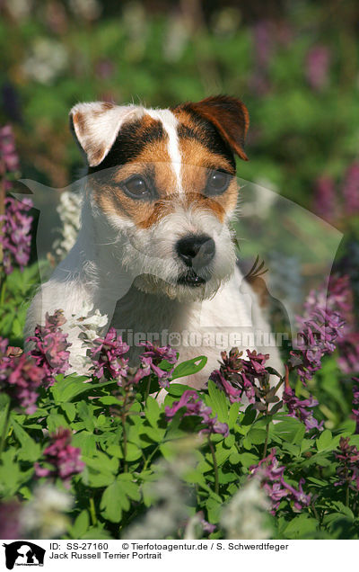 Parson Russell Terrier Portrait / Parson Russell Terrier Portrait / SS-27160