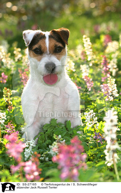 sitzender Parson Russell Terrier / sitting Parson Russell Terrier / SS-27165