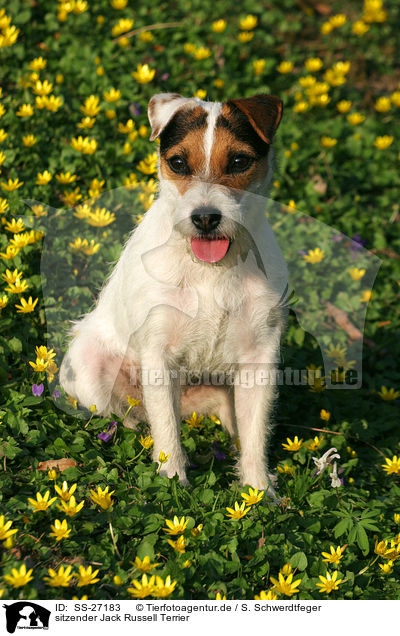 sitzender Parson Russell Terrier / sitting Parson Russell Terrier / SS-27183