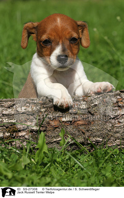 Jack Russell Terrier Welpe / Jack Russell Terrier Puppy / SS-27308