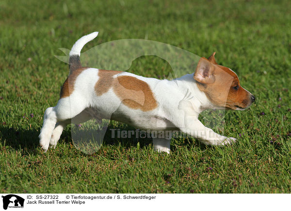 Jack Russell Terrier Welpe / Jack Russell Terrier Puppy / SS-27322