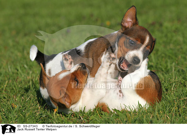 Jack Russell Terrier Welpen / Jack Russell Terrier Puppies / SS-27343
