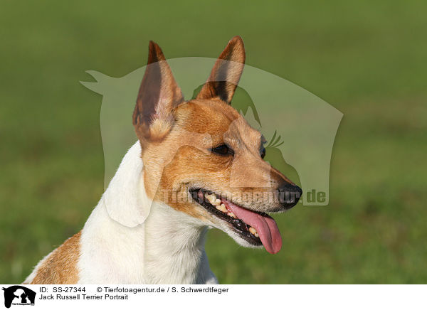 Jack Russell Terrier Portrait / Jack Russell Terrier Portrait / SS-27344