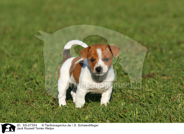 Jack Russell Terrier Welpe / Jack Russell Terrier Puppy / SS-27354