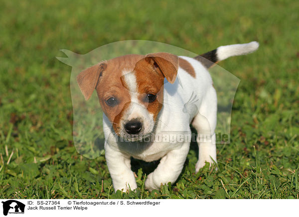 Jack Russell Terrier Welpe / Jack Russell Terrier Puppy / SS-27364