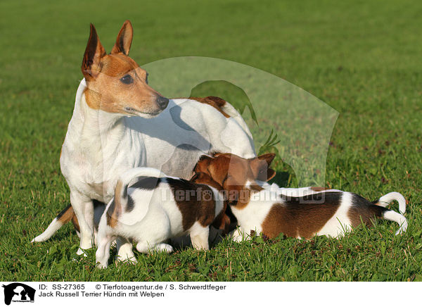 Jack Russell Terrier Hndin mit Welpen / female Jack Russell Terrier with puppies / SS-27365