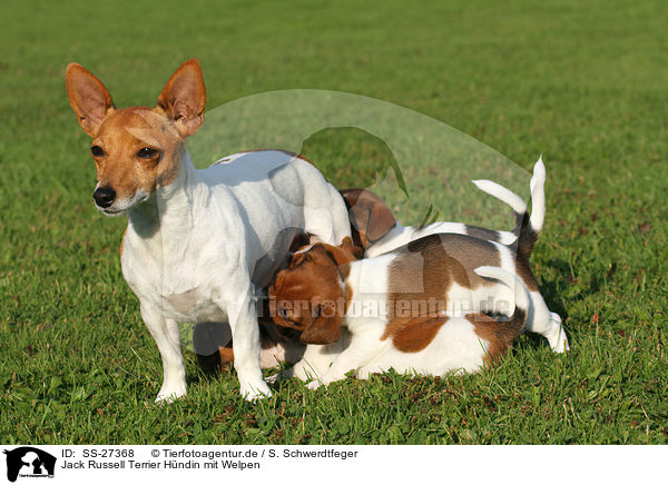 Jack Russell Terrier Hndin mit Welpen / female Jack Russell Terrier with puppies / SS-27368
