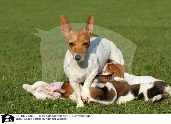 Jack Russell Terrier Hndin mit Welpen / female Jack Russell Terrier with puppies / SS-27369