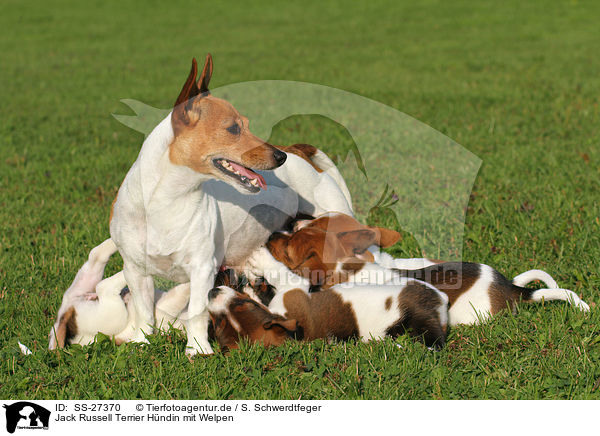 Jack Russell Terrier Hndin mit Welpen / female Jack Russell Terrier with puppies / SS-27370