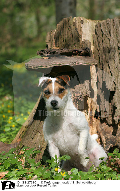 sitzender Parson Russell Terrier / sitting Parson Russell Terrier / SS-27386