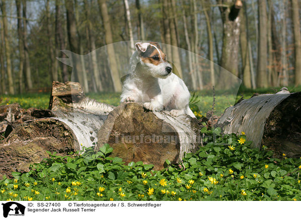 liegender Parson Russell Terrier / lying Parson Russell Terrier / SS-27400