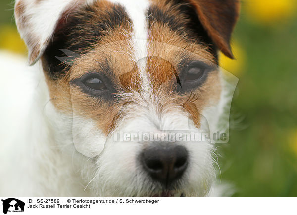 Parson Russell Terrier Gesicht / Parson Russell Terrier face / SS-27589