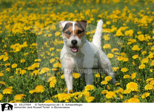 stehender Jack Russell Terrier  in Blumenwiese / SS-27694