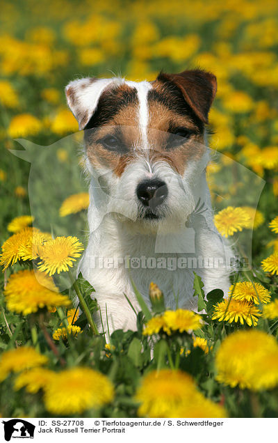 Parson Russell Terrier Portrait / Parson Russell Terrier Portrait / SS-27708