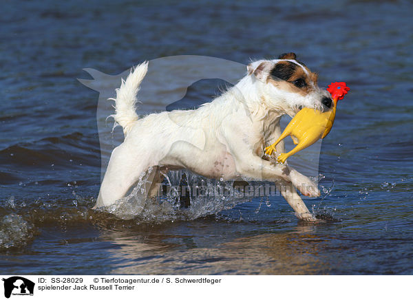 spielender Parson Russell Terrier / playing Parson Russell Terrier / SS-28029