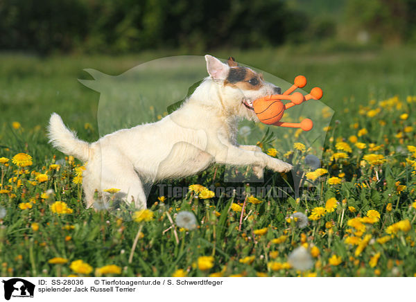 spielender Parson Russell Terrier / playing Parson Russell Terrier / SS-28036