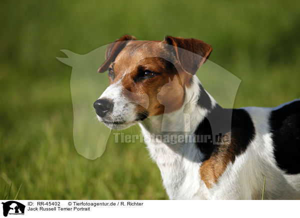 Jack Russell Terrier Portrait / Jack Russell Terrier Portrait / RR-45402