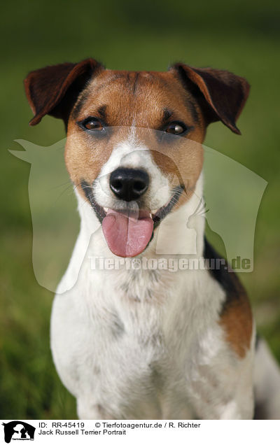 Jack Russell Terrier Portrait / Jack Russell Terrier Portrait / RR-45419