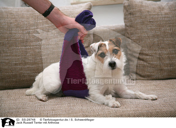 Parson Russell Terrier mit Arthrose / Parson Russell Terrier with arthrosis / SS-28748
