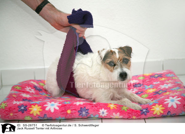 Parson Russell Terrier mit Arthrose / Parson Russell Terrier with arthrosis / SS-28751