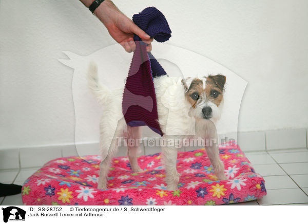 Parson Russell Terrier mit Arthrose / Parson Russell Terrier with arthrosis / SS-28752