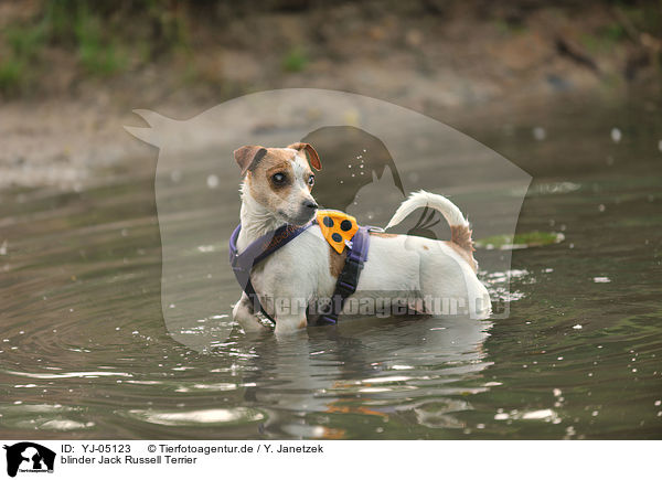 blinder Jack Russell Terrier / blind Jack Russell Terrier / YJ-05123