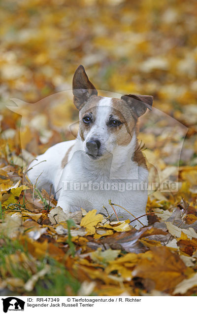 liegender Jack Russell Terrier / lying Jack Russell Terrier / RR-47349