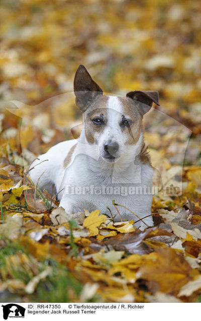 liegender Jack Russell Terrier / lying Jack Russell Terrier / RR-47350