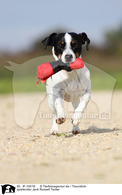 spielender Jack Russell Terrier / IF-10016