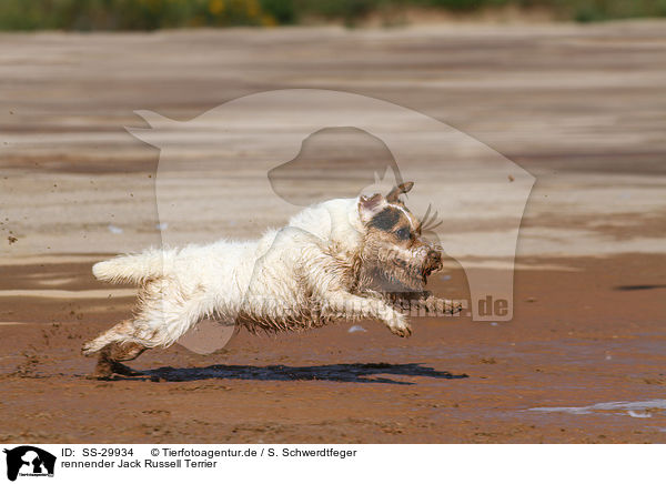 rennender Parson Russell Terrier / running Parson Russell Terrier / SS-29934