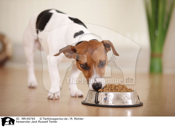 fressender Jack Russell Terrier / eating Jack Russell Terrier / RR-48785