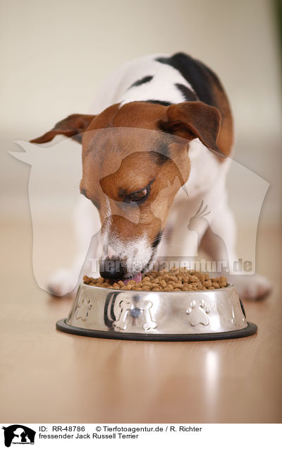 fressender Jack Russell Terrier / eating Jack Russell Terrier / RR-48786