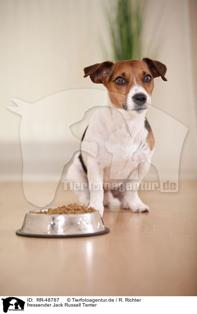 fressender Jack Russell Terrier / eating Jack Russell Terrier / RR-48787
