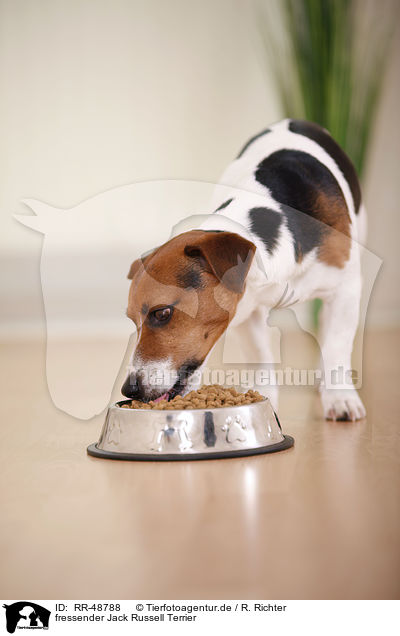 fressender Jack Russell Terrier / eating Jack Russell Terrier / RR-48788