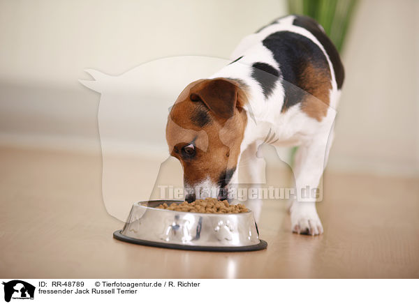 fressender Jack Russell Terrier / eating Jack Russell Terrier / RR-48789