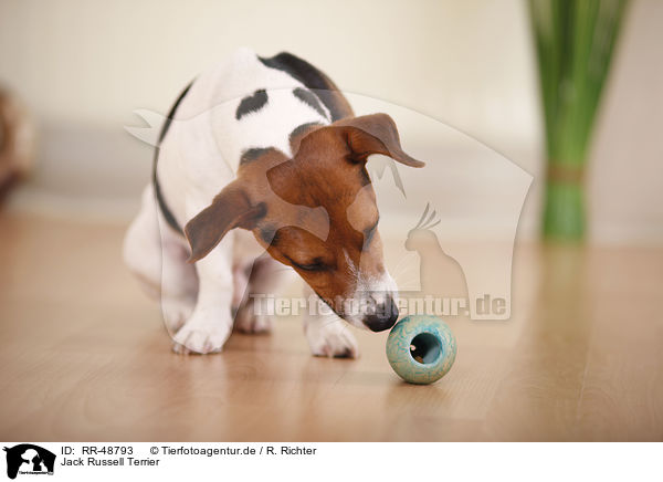 Jack Russell Terrier / Jack Russell Terrier / RR-48793
