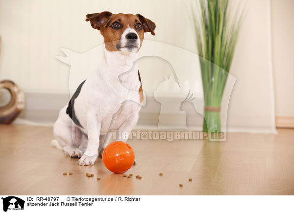 sitzender Jack Russell Terrier / sitting Jack Russell Terrier / RR-48797