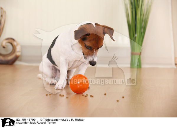 sitzender Jack Russell Terrier / sitting Jack Russell Terrier / RR-48799