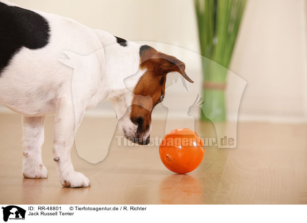 Jack Russell Terrier / Jack Russell Terrier / RR-48801