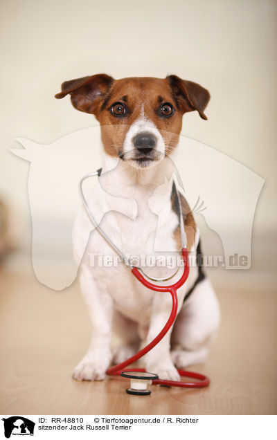 sitzender Jack Russell Terrier / RR-48810