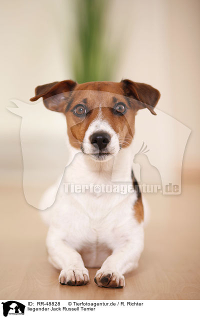 liegender Jack Russell Terrier / lying Jack Russell Terrier / RR-48828