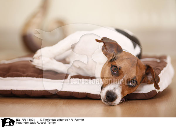 liegender Jack Russell Terrier / lying Jack Russell Terrier / RR-48831