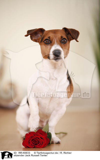 sitzender Jack Russell Terrier / sitting Jack Russell Terrier / RR-48833