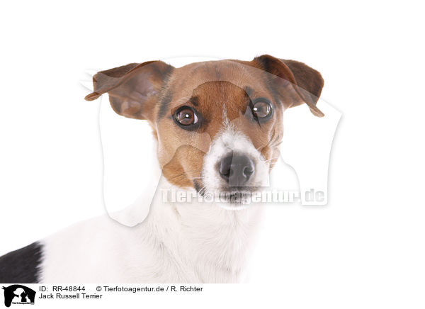 Jack Russell Terrier / RR-48844