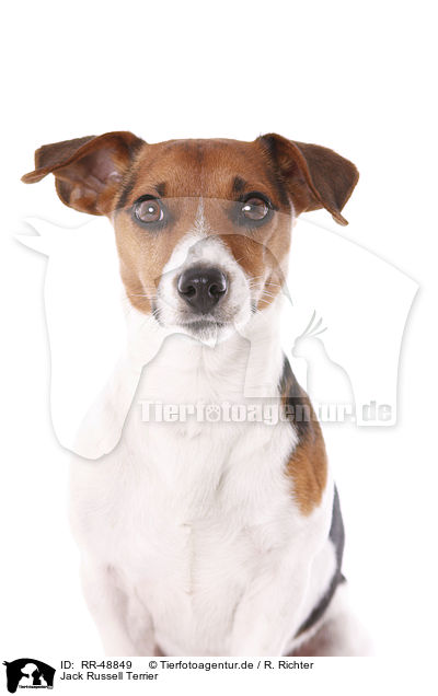 Jack Russell Terrier / RR-48849