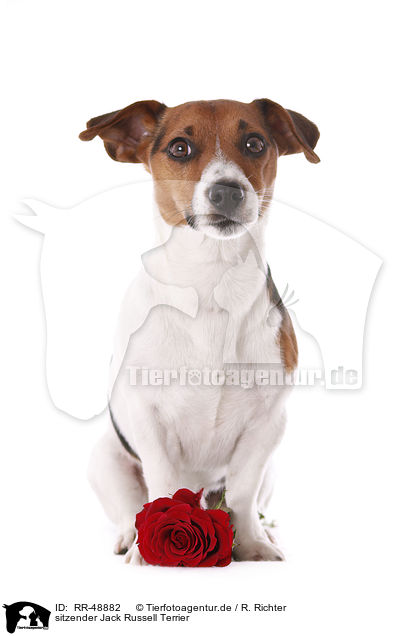 sitzender Jack Russell Terrier / sitting Jack Russell Terrier / RR-48882