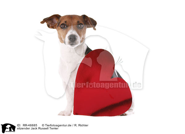 sitzender Jack Russell Terrier / sitting Jack Russell Terrier / RR-48885