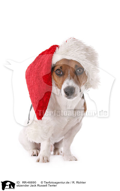 sitzender Jack Russell Terrier / sitting Jack Russell Terrier / RR-48890