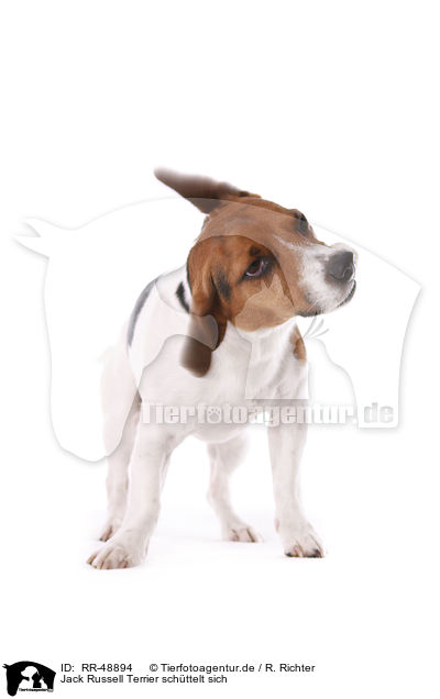 Jack Russell Terrier schttelt sich / shaking Jack Russell Terrier / RR-48894