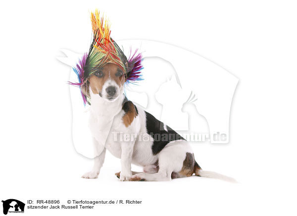 sitzender Jack Russell Terrier / RR-48896